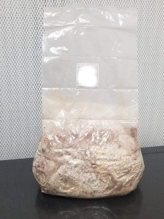 Micelio Hongo Ostra 1kg
