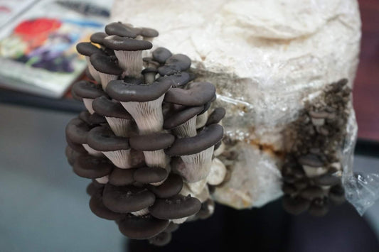 Bloque de Cultivo Hongo Ostra