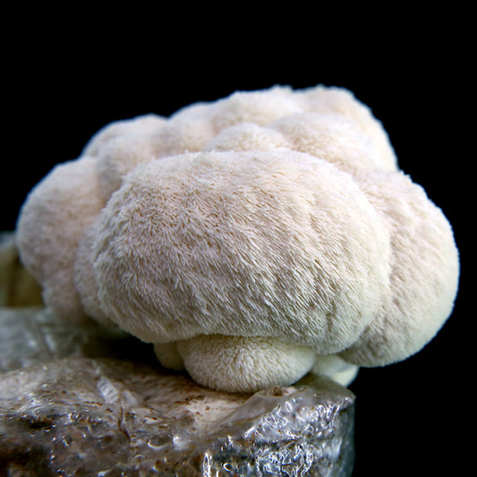 Bloque de Cultivo de Melena de Leon