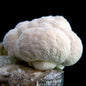 Bloque de Cultivo de Melena de Leon