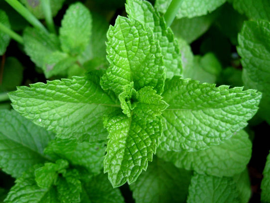 Infusion de Menta + Melena de Leon + Oregano 50g